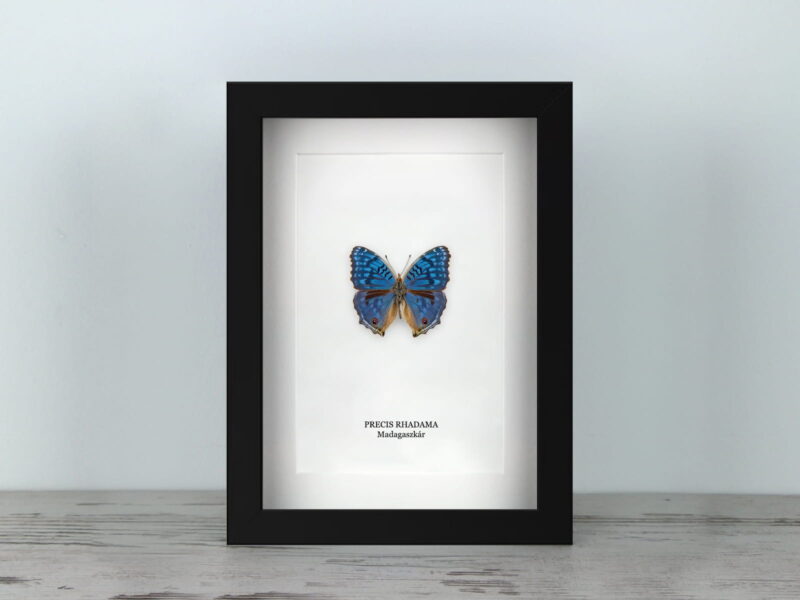 Precis rhadama, fekete keretben (15×20 cm)