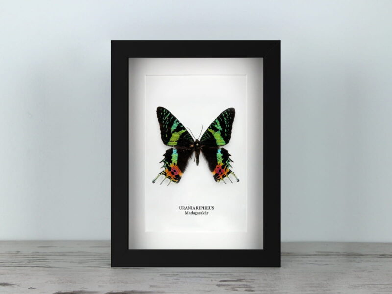 Urania ripheus, fekete keretben (15×20 cm)