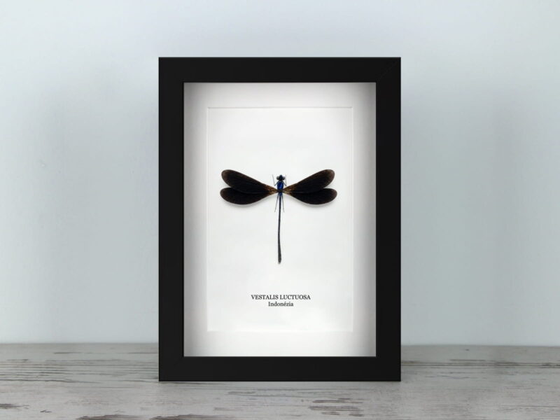 Vestalis luctuosa, fekete keretben (15×20 cm)