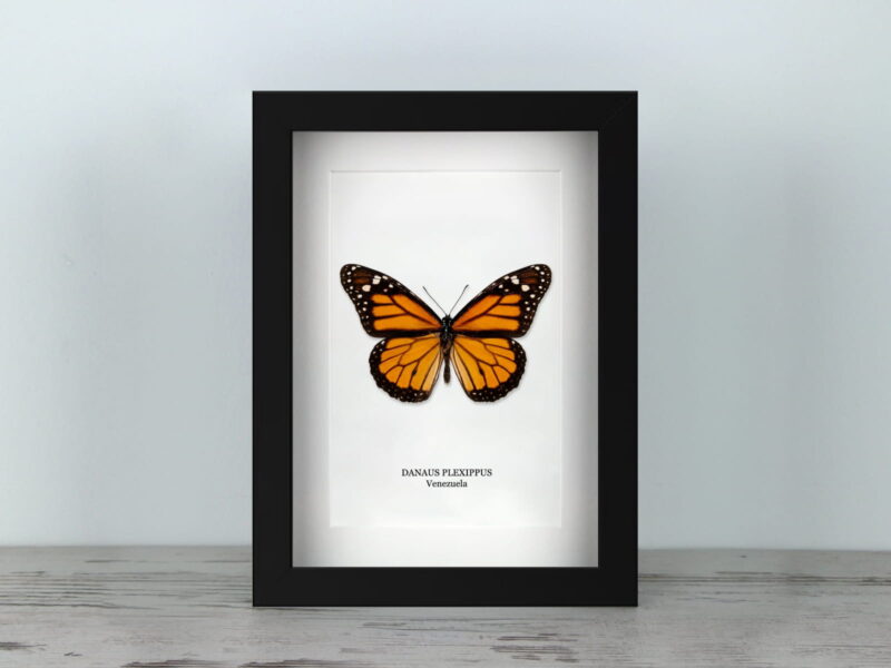 Danaus plexippus, fekete keretben (15×20 cm)