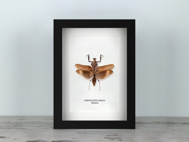 Deroplatys lobata, fekete keretben (15×20 cm)