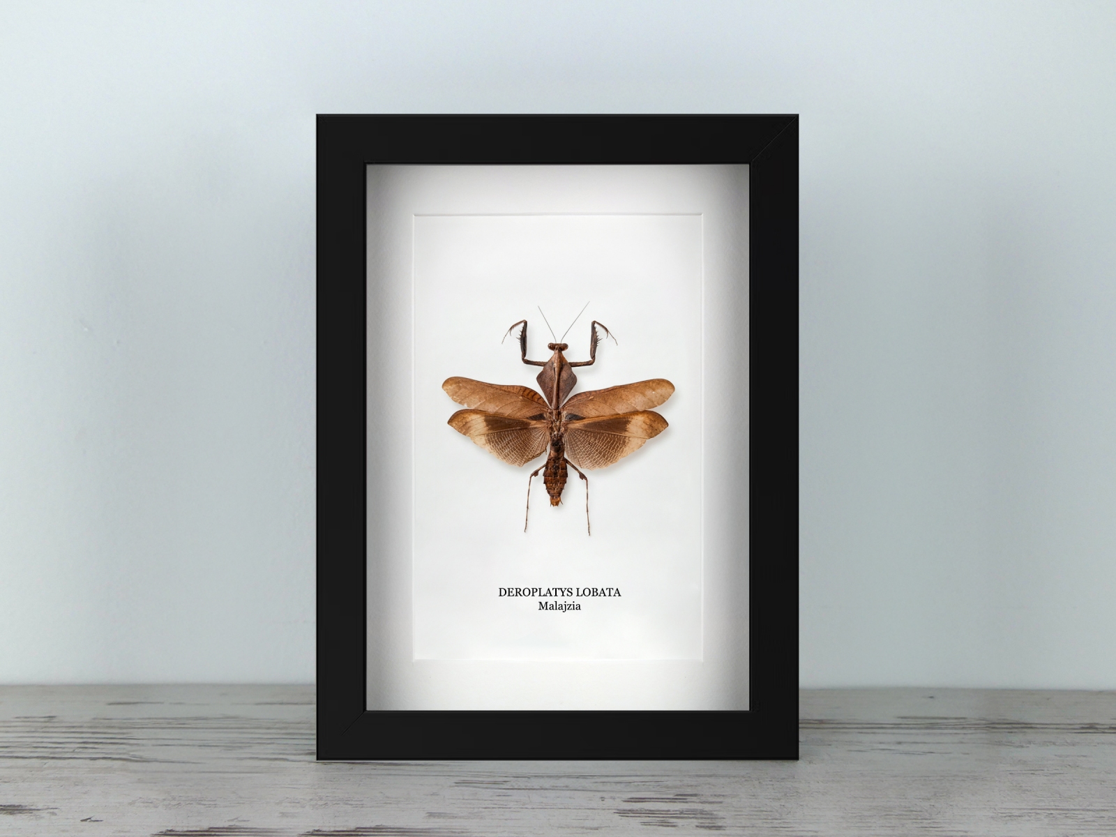 Deroplatys lobata