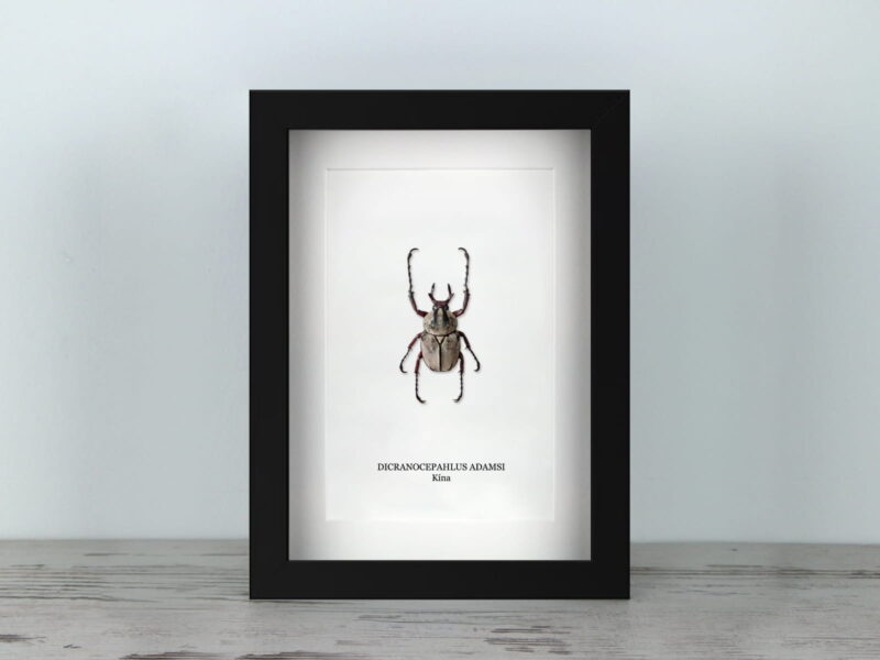 Dicranocephalus adamsi, fekete keretben (15×20 cm)