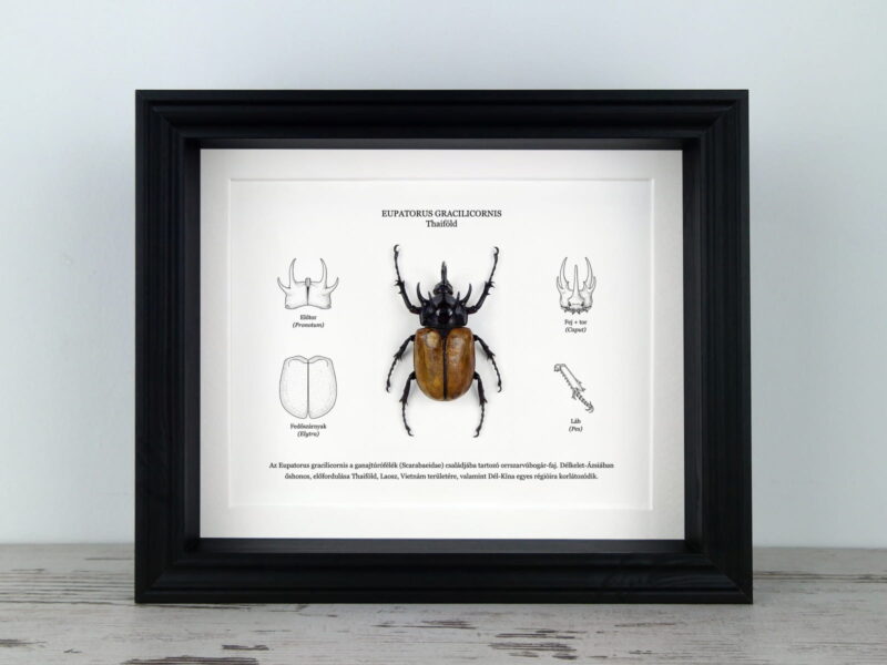 Eupatorus gracilicornis, anatómiai illusztrációval Eupatorus gracilicornis, anatómiai illusztrációval