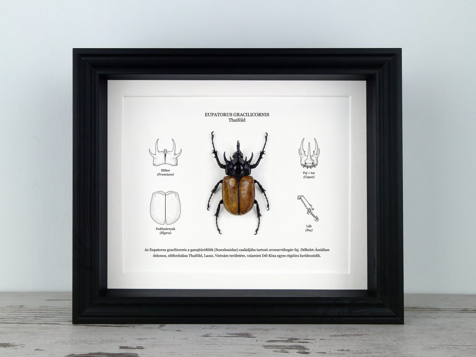 Eupatorus gracilicornis, anatómiai illusztrációval