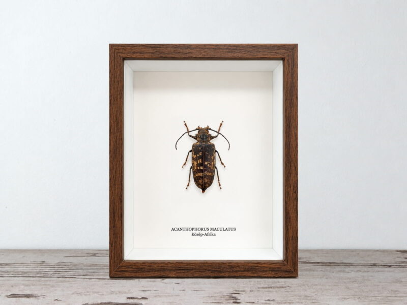 Acanthophorus maculatus, dióbarna keretben (17×22 cm) Acanthophorus maculatus, dióbarna keretben (17×22 cm)