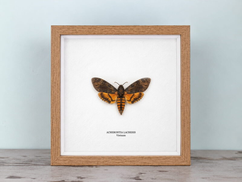 Acherontia lachesis, natúr tölgy keretben (22×22 cm)