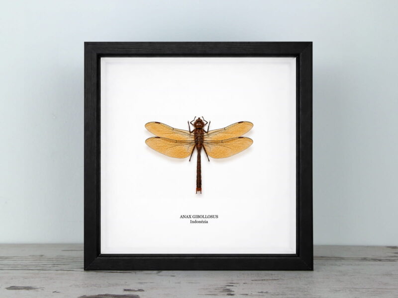 Anax gibollosus, fekete keretben (22×22 cm) Anax gibollosus, fekete keretben (22×22 cm)