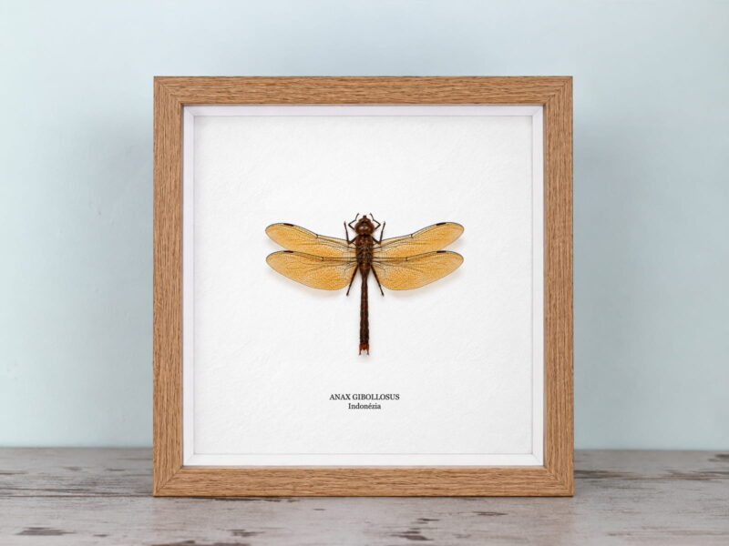Anax gibollosus, natúr tölgy keretben (22×22 cm) Anax gibollosus, natúr tölgy keretben (22×22 cm)