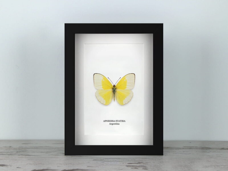Aphrissa statira, fekete keretben (15×20 cm) Aphrissa statira, fekete keretben (15×20 cm)