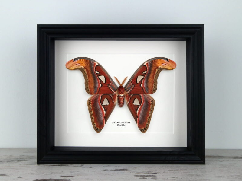 Attacus atlas HÍM, fekete keretben Attacus atlas HÍM, fekete keretben