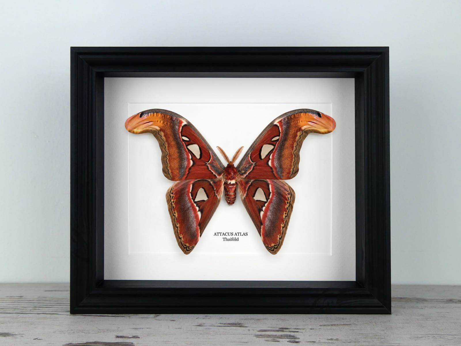 Attacus atlas HÍM, fekete keretben
