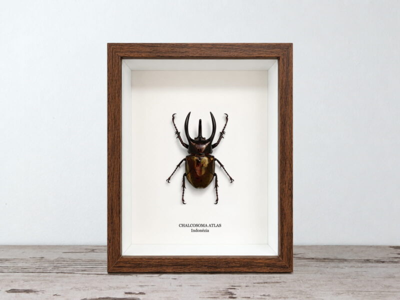 Chalcosoma atlas, dióbarna keretben (17×22 cm) Chalcosoma atlas, dióbarna keretben (17×22 cm)