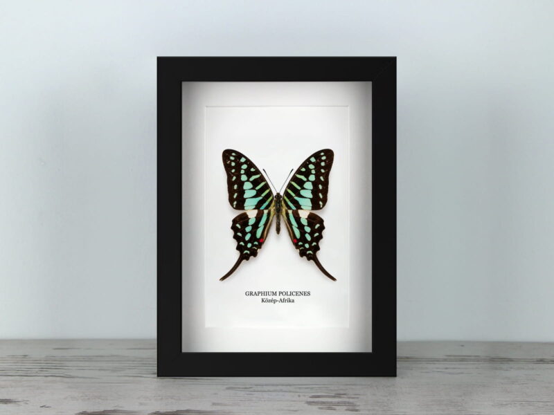 Graphium policenes, fekete keretben (15×20 cm) Graphium policenes, fekete keretben (15×20 cm)