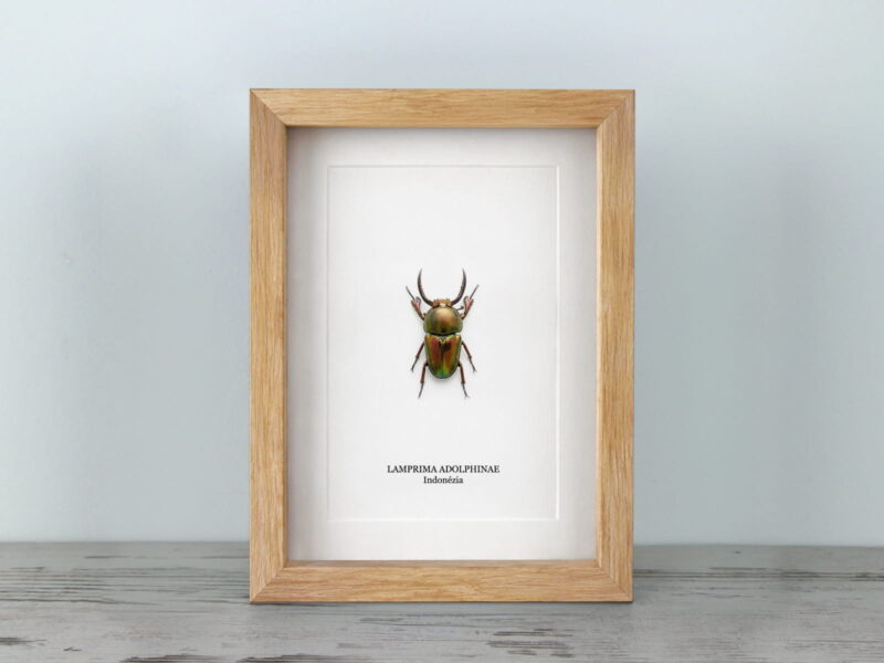 Lamprima adolphinae, natúr tölgy keretben (15×20 cm) Lamprima adolphinae, natúr tölgy keretben (15×20 cm)