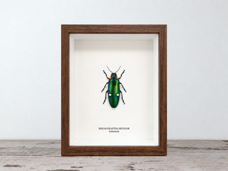 Megaloxantha bicolor, dióbarna keretben (17×22 cm) Megaloxantha bicolor, dióbarna keretben (17×22 cm)