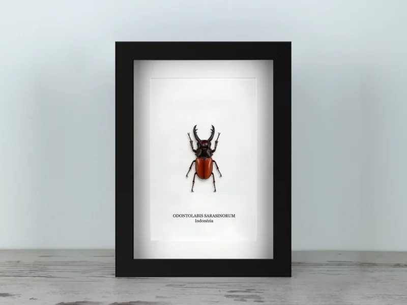 Odontolabis sarasinorum, fekete keretben (15×20 cm) Odontolabis sarasinorum, fekete keretben (15×20 cm)