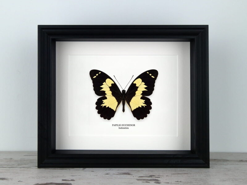 Papilio euchenor, fekete keretben Papilio euchenor, fekete keretben