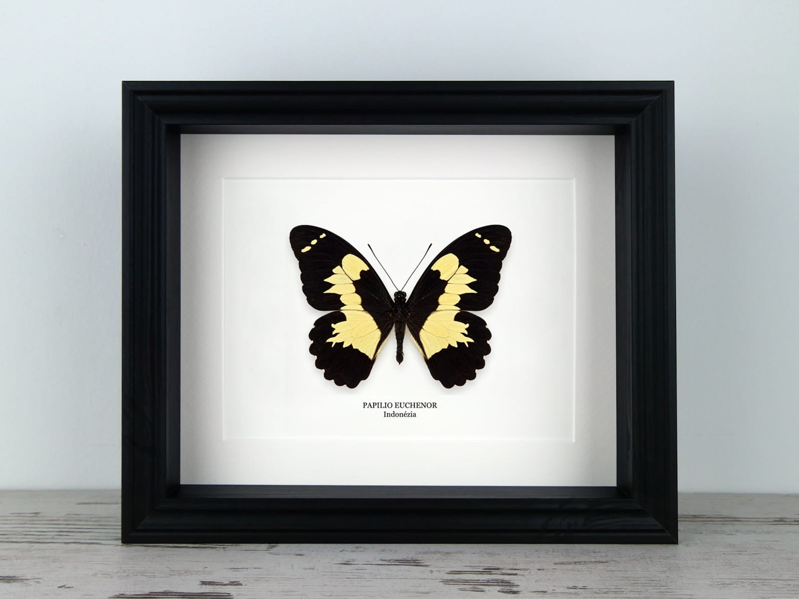 Papilio euchenor, fekete keretben