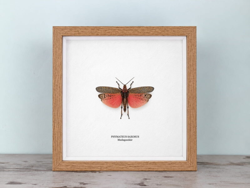 Phymateus saxosus, natúr tölgy keretben (22×22 cm) Phymateus saxosus, natúr tölgy keretben (22×22 cm)
