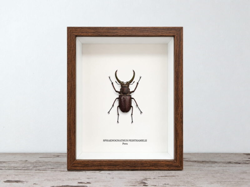 Sphaenognathus feisthamelii, dióbarna keretben (17×22 cm) Sphaenognathus feisthamelii, dióbarna keretben (17×22 cm)