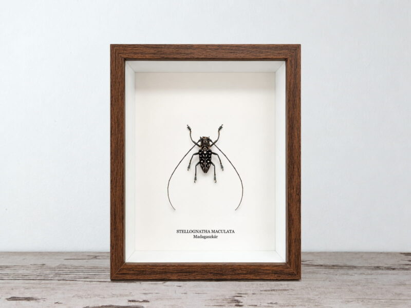 Stellognatha maculata, dióbarna keretben (17×22 cm) Stellognatha maculata, dióbarna keretben (17×22 cm)